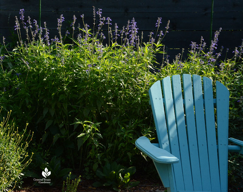 purple Salvia farinacea against blue chair