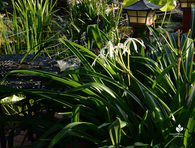 white spider lily 