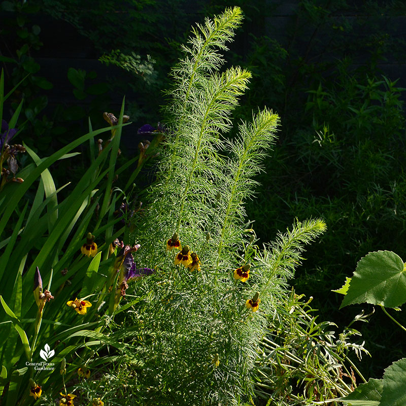 standing cypress foliage against Mexican hat flowers