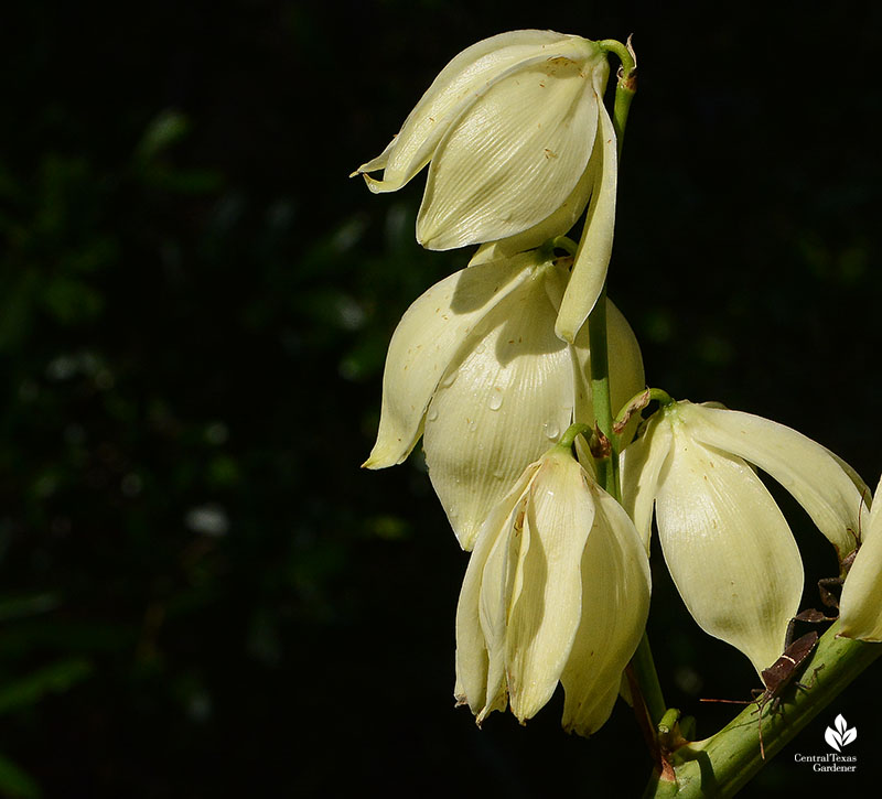 white yucca flowers