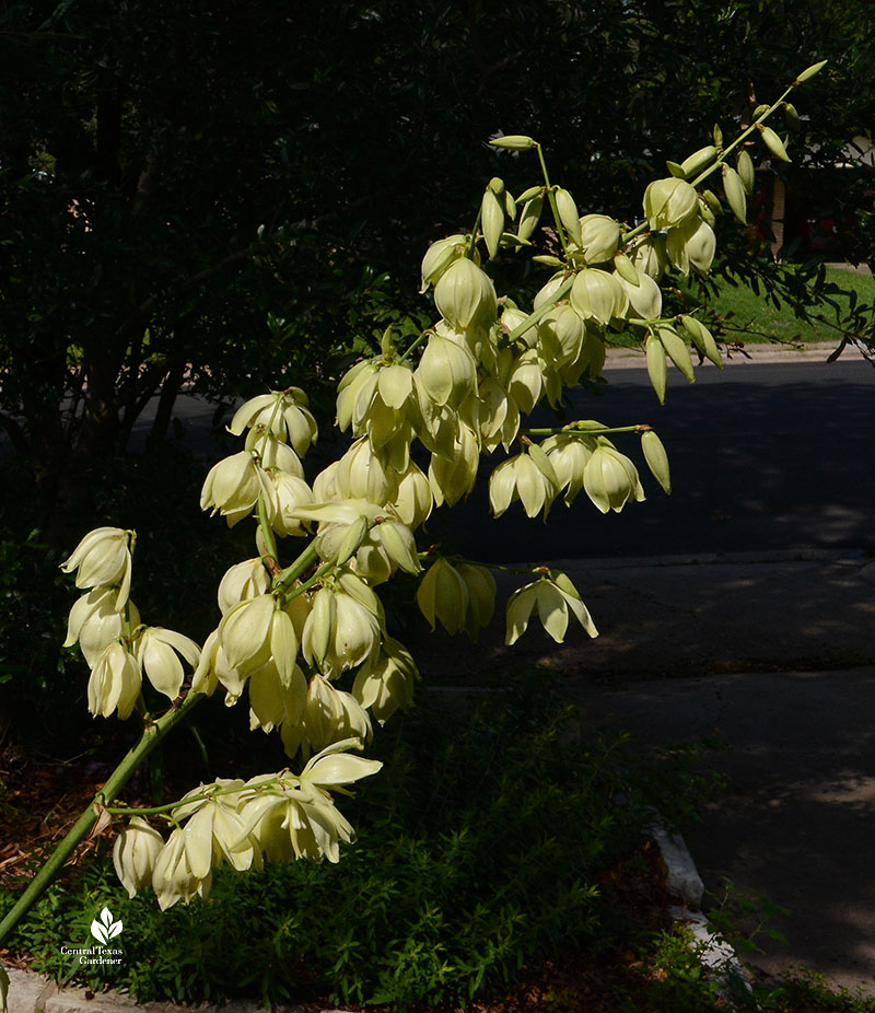 yucca flower stalk