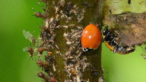 ladybug on insects on a plant stalk