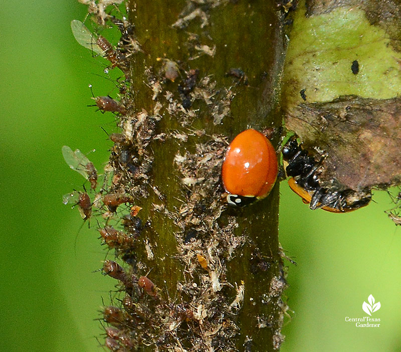ladybug on insects on a plant stalk