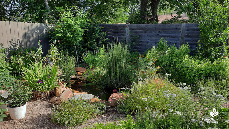 garden plants in front of and around pond