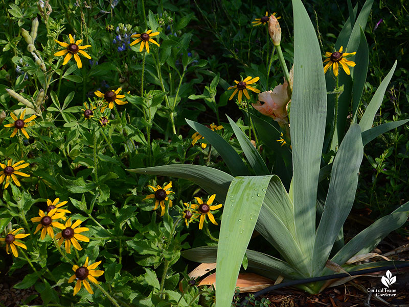 black-eyed Susan flowers with iris