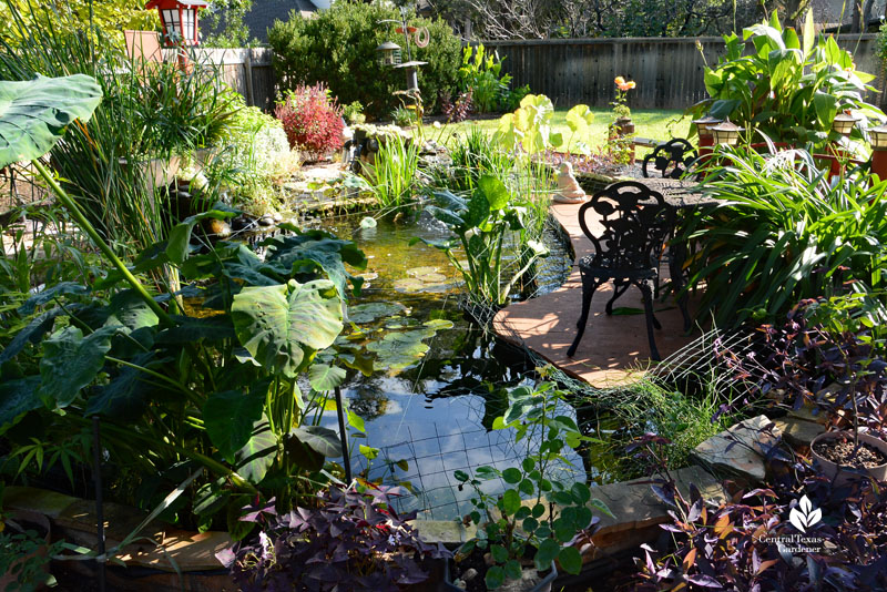 looking down at pond and koi fish framed by plants