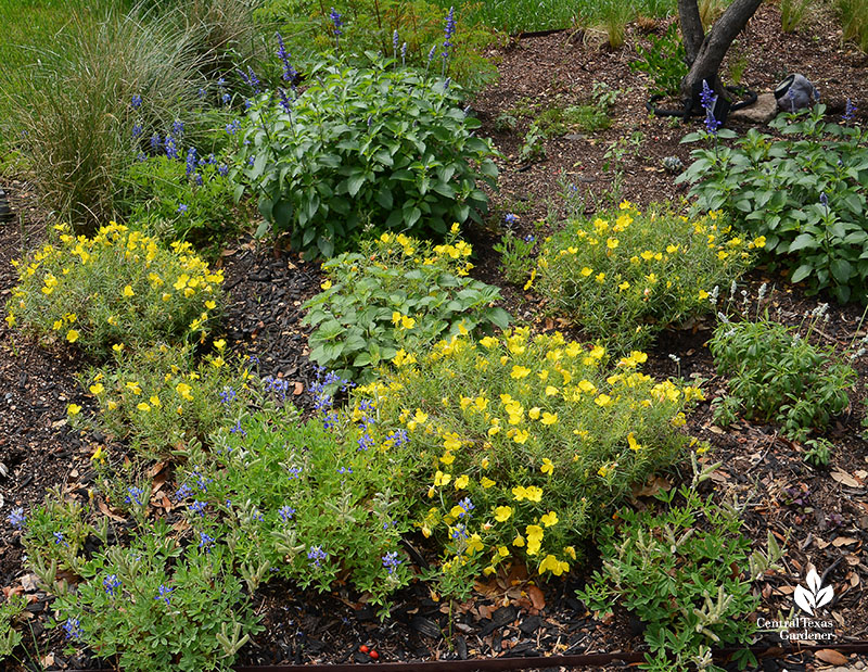 plants in garden bed
