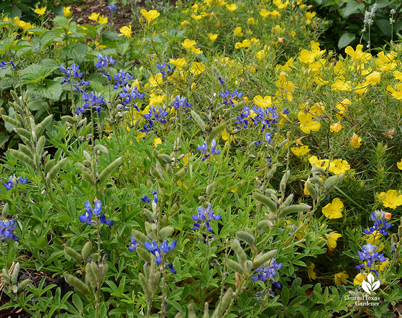 bluebonnets and yellow flowers