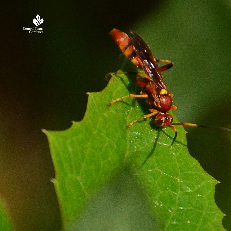 brown wasp on leaf
