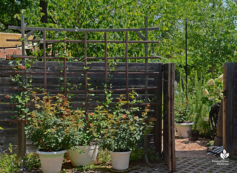 container plants against fence and open gate