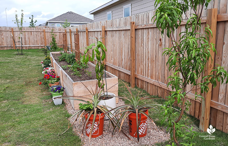 raised beds along fence with plants in buckets