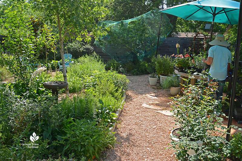 decomposed granite path between gardens man in hat under patio table umbrella