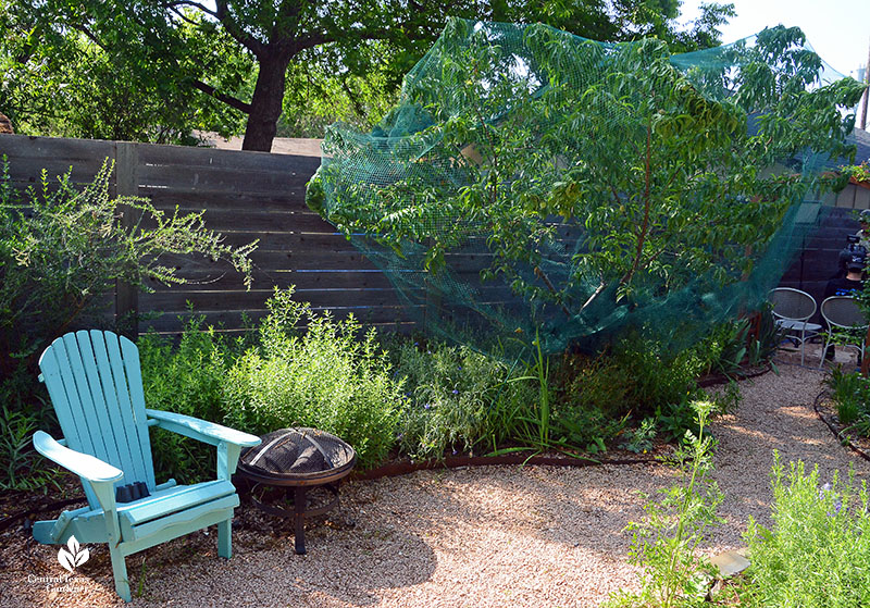 chair on path with flowers on both sides peach tree with green netting over it