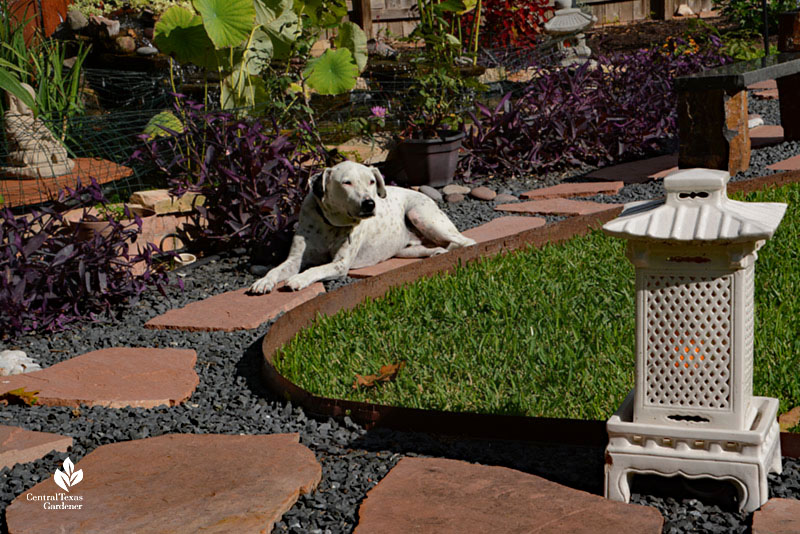 dog laying on stone path gazing at lawn and Japanese lantern