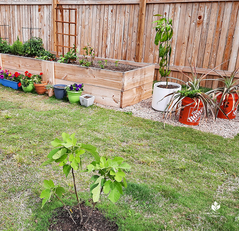fig tree raised beds in lawn