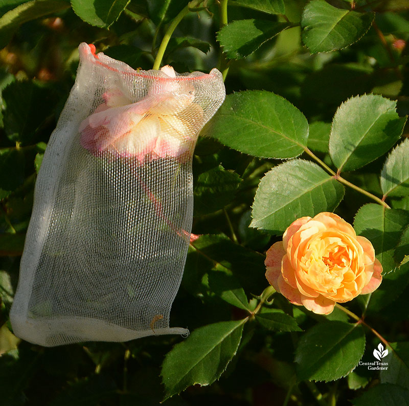 rose in net bag next to yellow orange rose