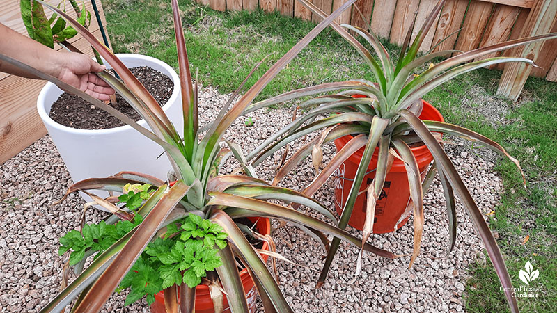 man showing pineapple plant leaves