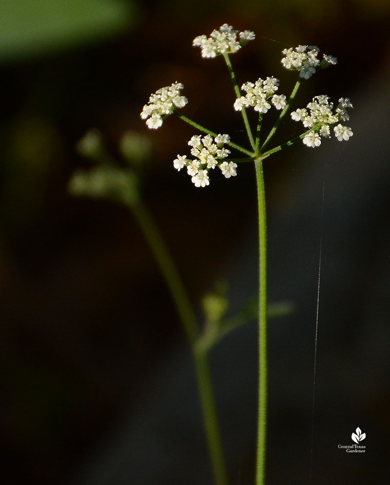 small white flowers on long stalk