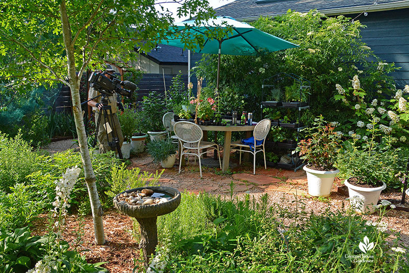 island garden bed to patio table and plants along house