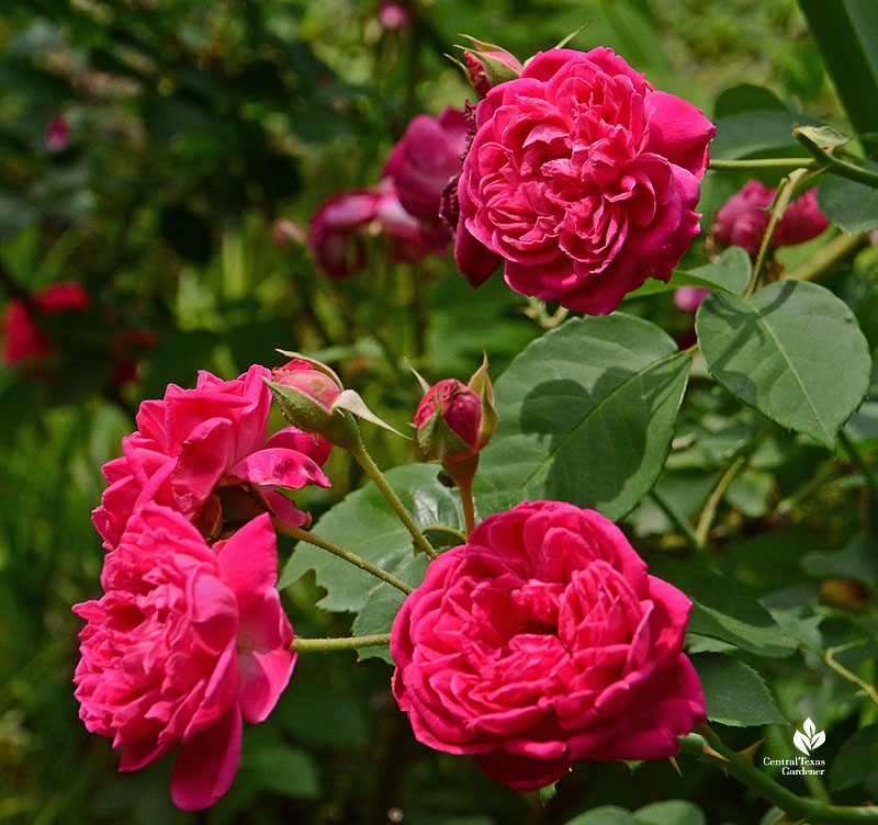 crimson colored roses in garden