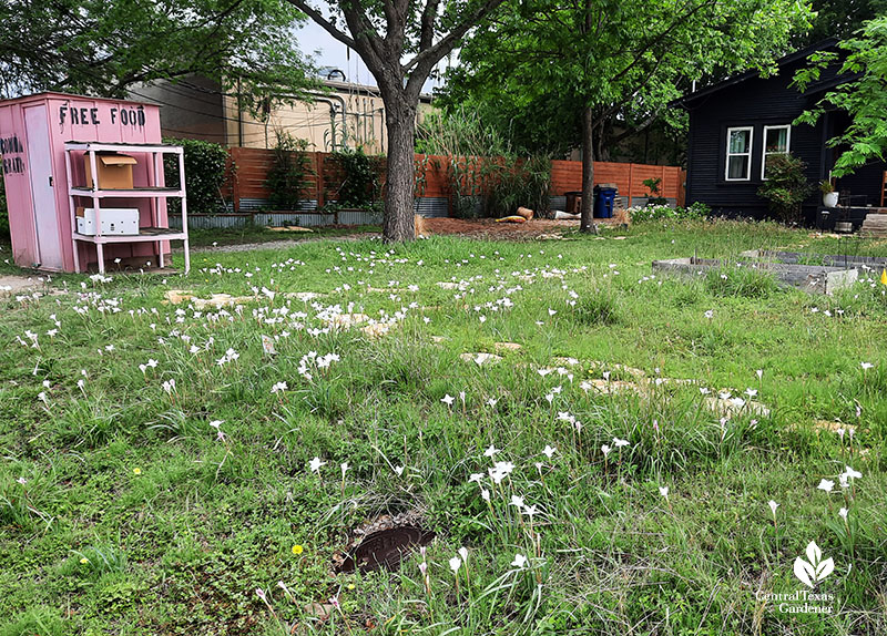 white flowers in grassy lawn 