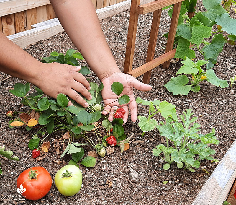 man's hands with tomatoes and strawberries