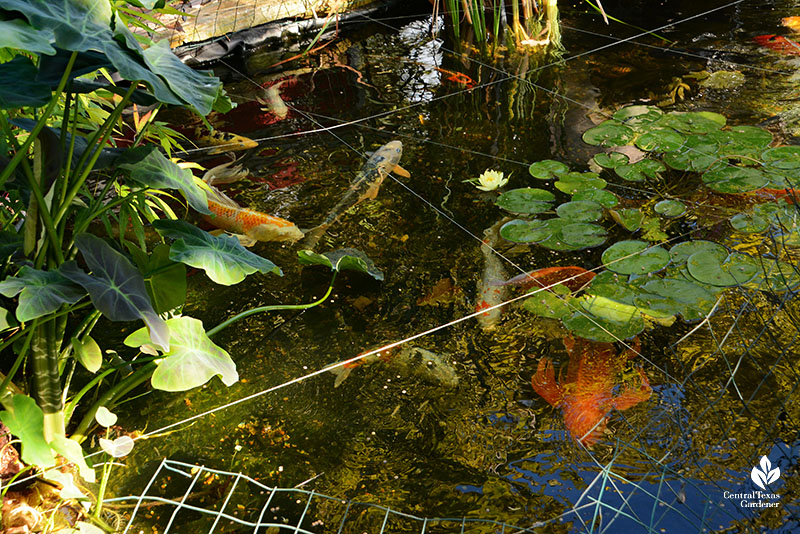 koi of different colors in pond stings and chicken wire over top