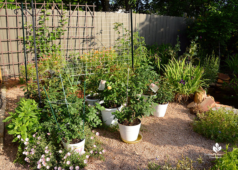 plants in containers, plants on wooden trellises