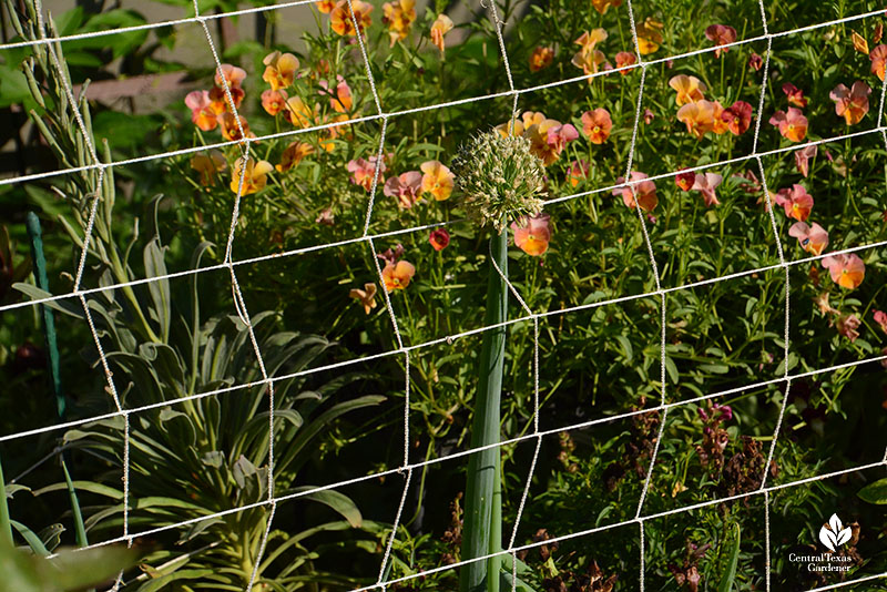 twine woven together to support allium with violas in background