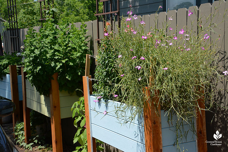 waist-high raised beds with flowers