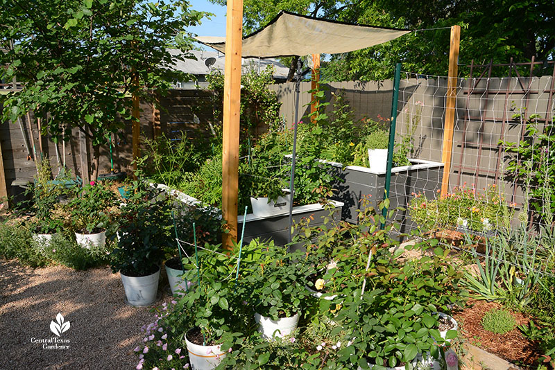 shade cloth over roses and other plants