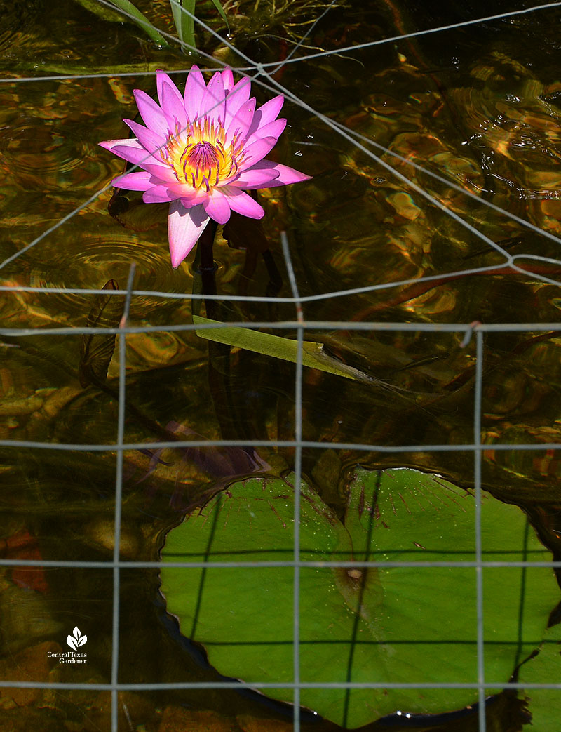 deep pink water lily framed by strings in pond
