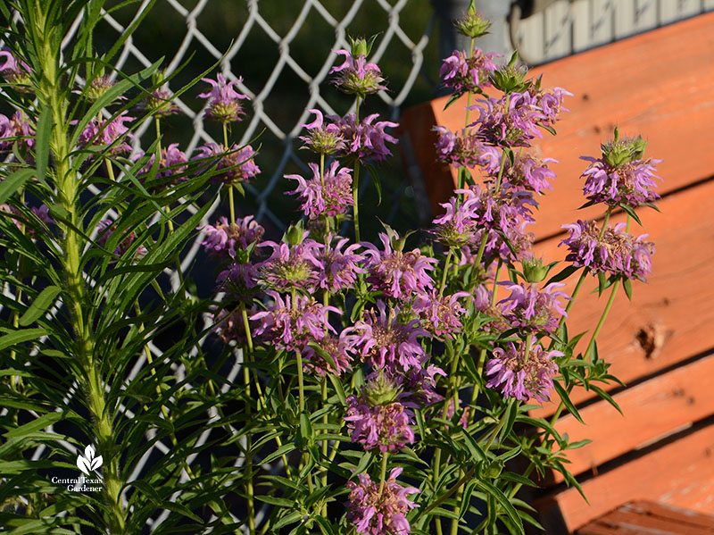 pink flowers and orange bench