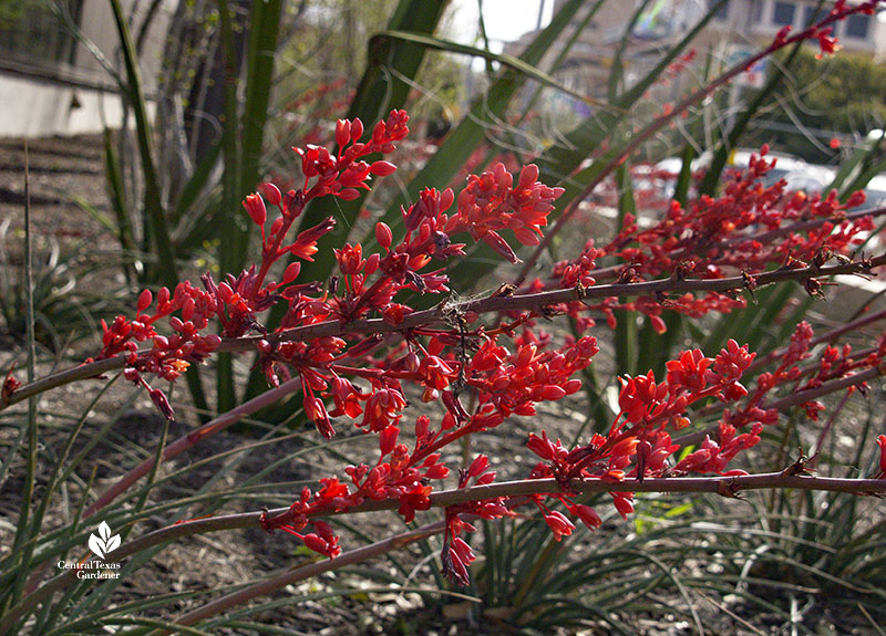 deep red flowers on long spikes