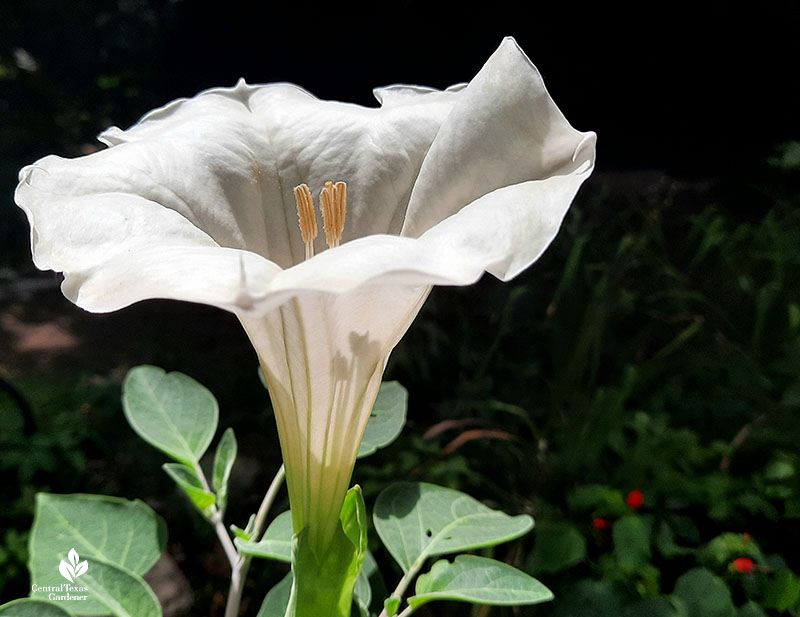 white trumpet-shaped flower