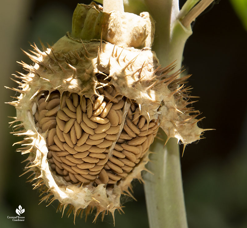light brown oblong seeds encased in thorny seed pod