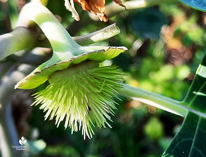 light green bristly seed pod