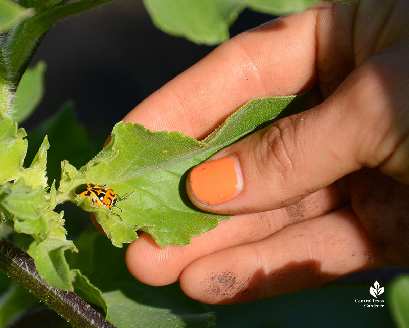 orange and black insect on leaf