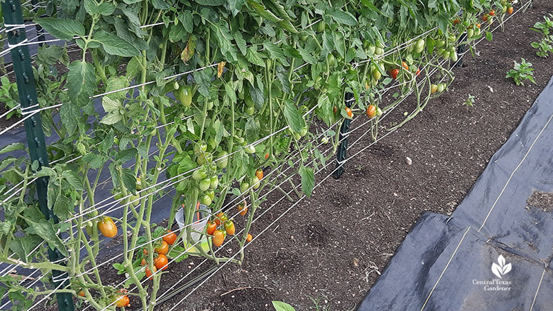 bottom of tomato plants leaves removed