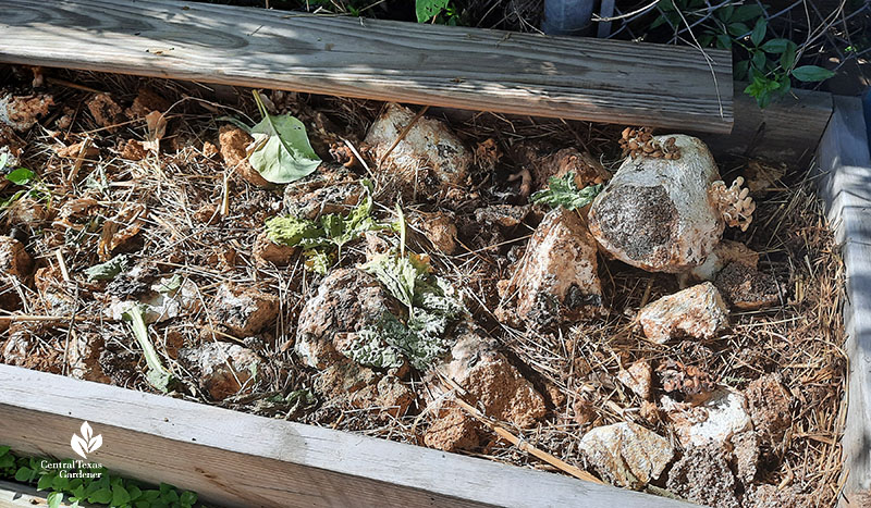 mushroom block spores