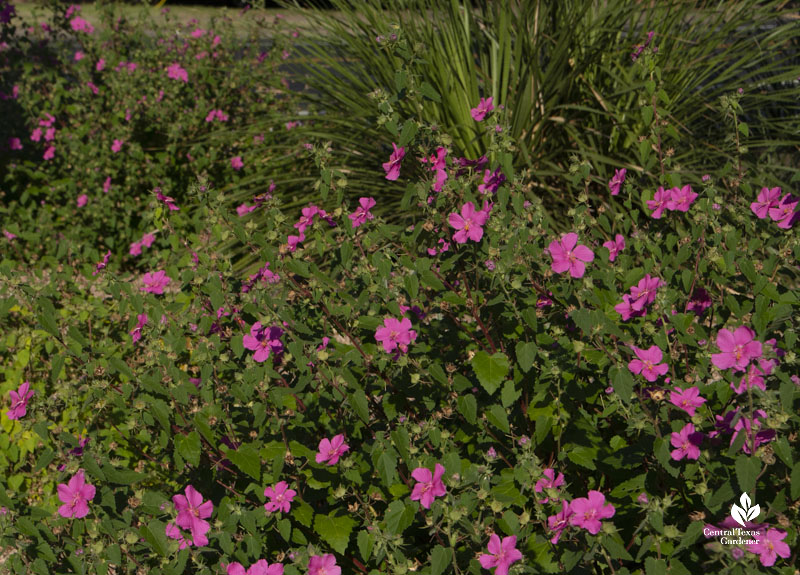 pink flowering shrub and spiky plant behind