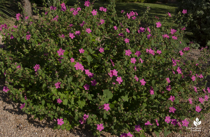 pink flowering shrub