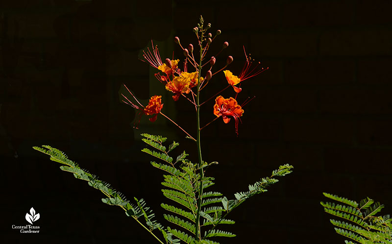 deep golden orange and red flowers legume type leaves