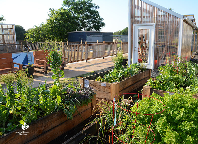 raised vegetable beds overlooking bench