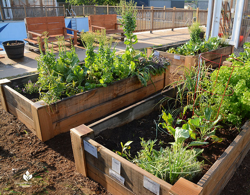 raised vegetable beds