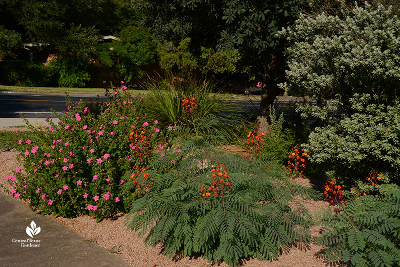 flowering plants on gravel front yard