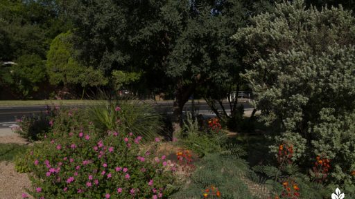 flowering plants in front yard gravel next to street