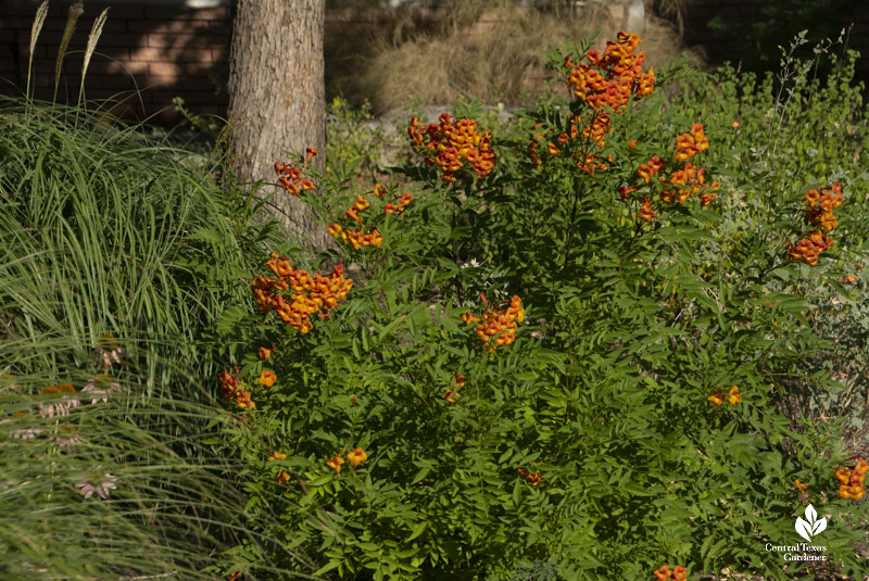 orange tubular flowers on leafy shrub