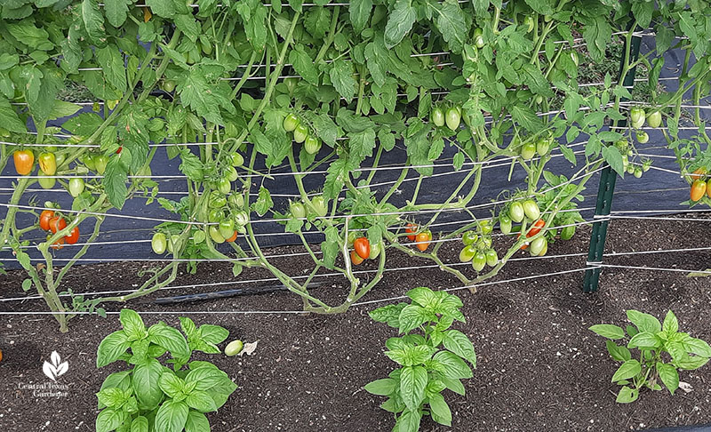 basil with tomato plants