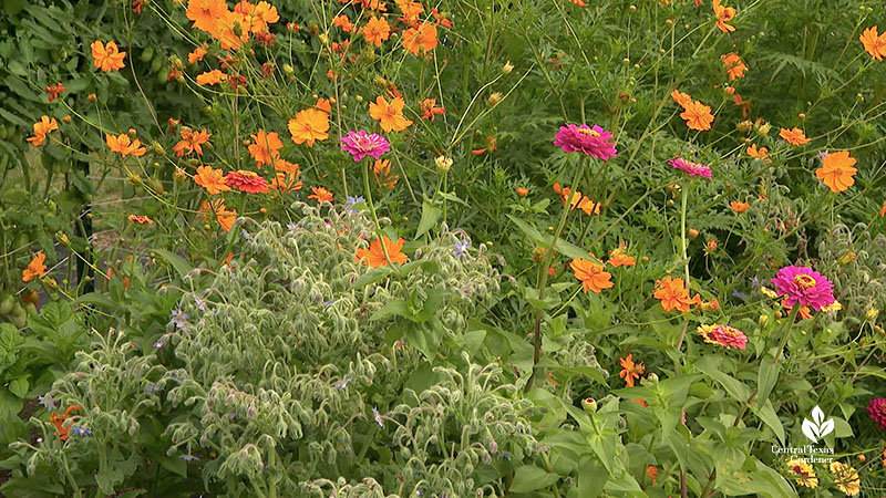 pink and orange zinnias with orange cosmos and borage